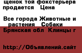 щенок той-фокстерьера продается › Цена ­ 25 000 - Все города Животные и растения » Собаки   . Брянская обл.,Клинцы г.